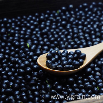 Wholesale Dry Black Beans From High Quality Soil